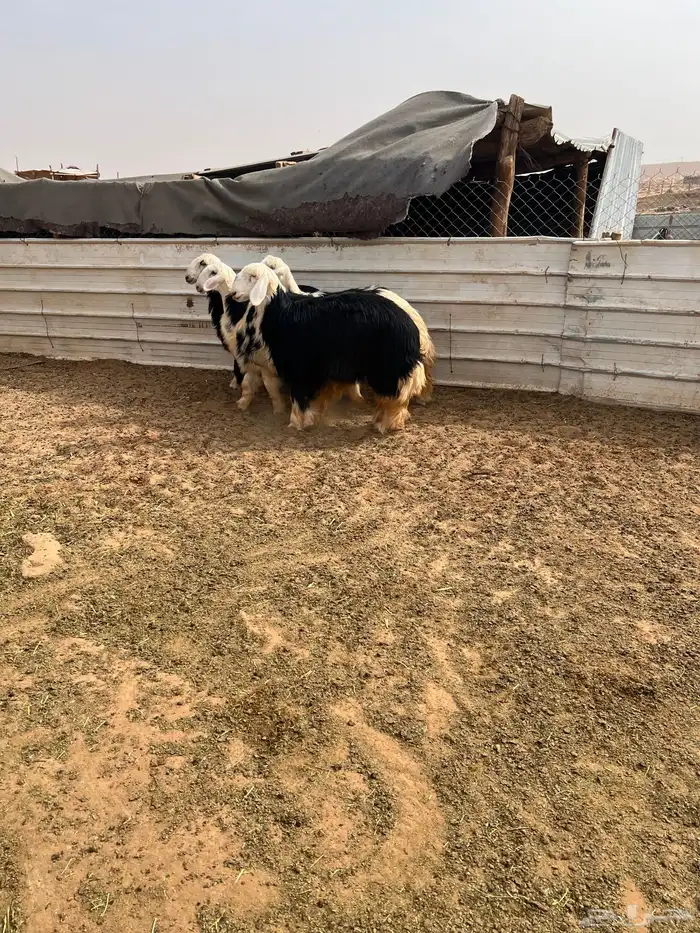 رخال نجد اعمارها 8شهور 12