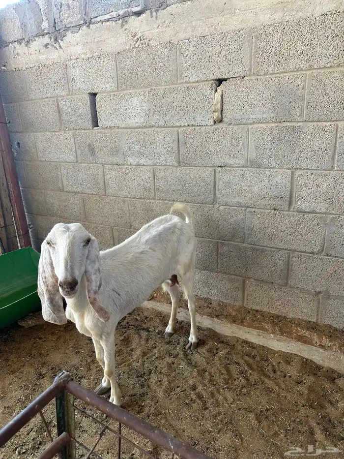 عنز مشروكه فيها ظعف قل علف وهي شرط صحه اسن تامه شبب 3