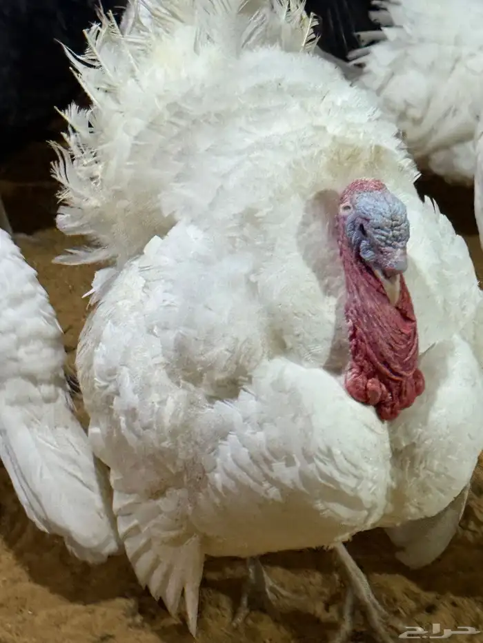 للبيع ديك و دجاجه رومي ابيض صافي بياض هولندي 1