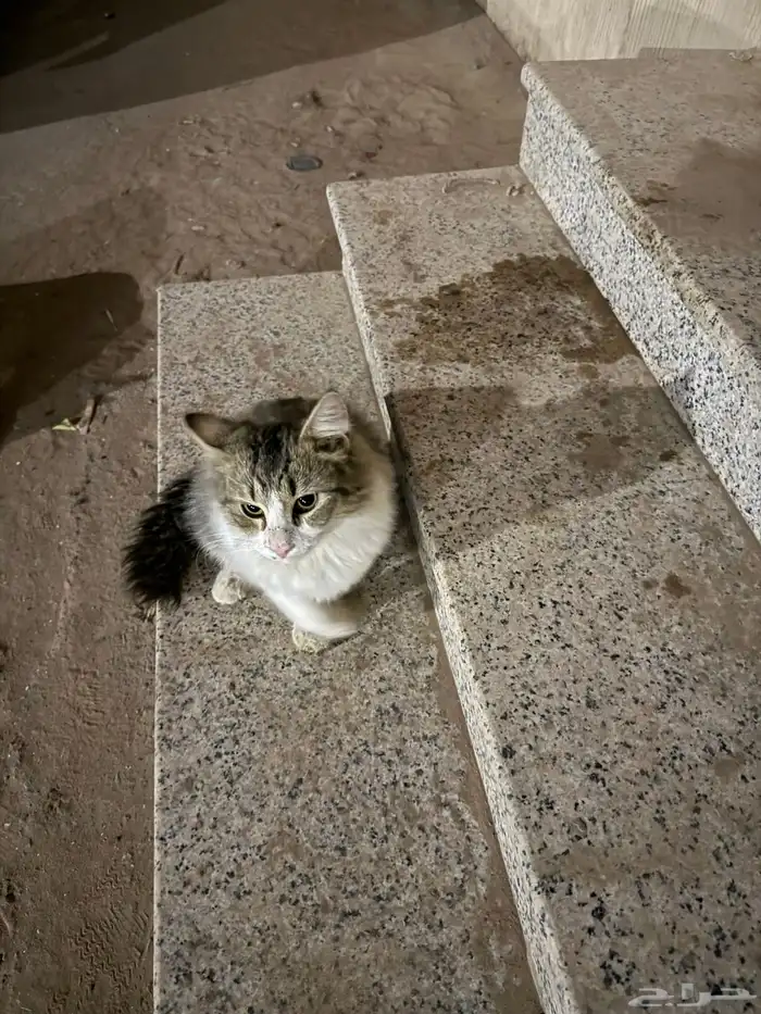 قطه ضايعه بحي القادسيه 2 0