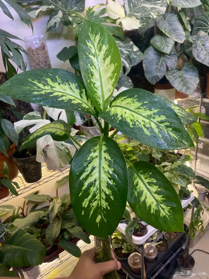 نبات مميز ونادر للمكاتب والمنازل دفنباخيا ( مائي ) 0