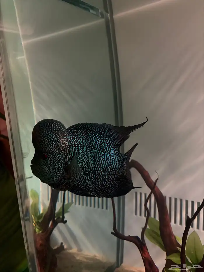 فلاورهورن flower horn 1