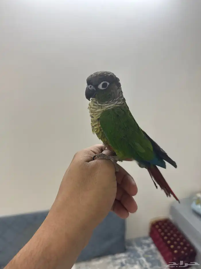 كنيور قرين شيك 2