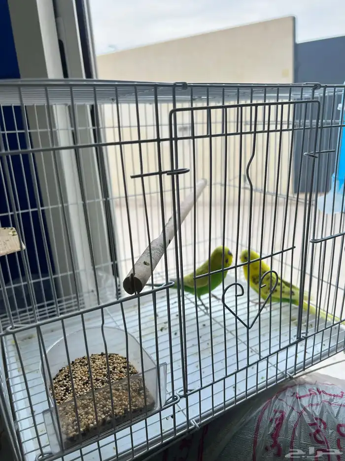 طيور للبيع مع كل أغراضه بصحه ممتازه جدا 4