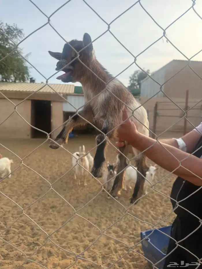 قزم صغير عمره اسبوع 0