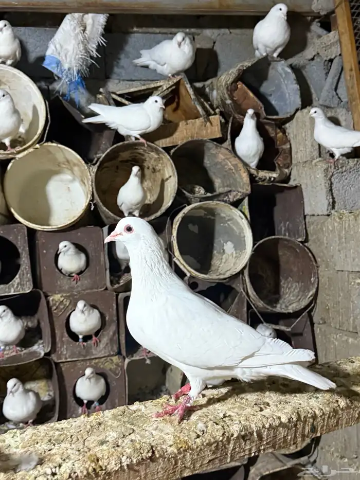 حمام فرنسي جامبو 1