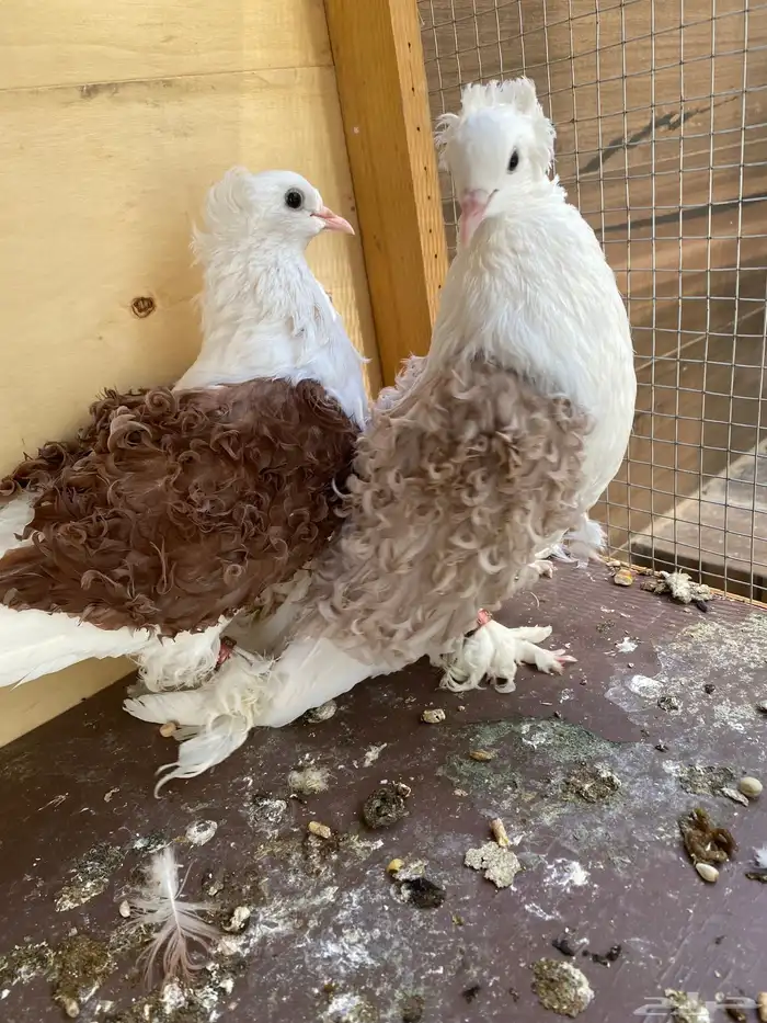 زوج حمام مفتل لون جميل 0