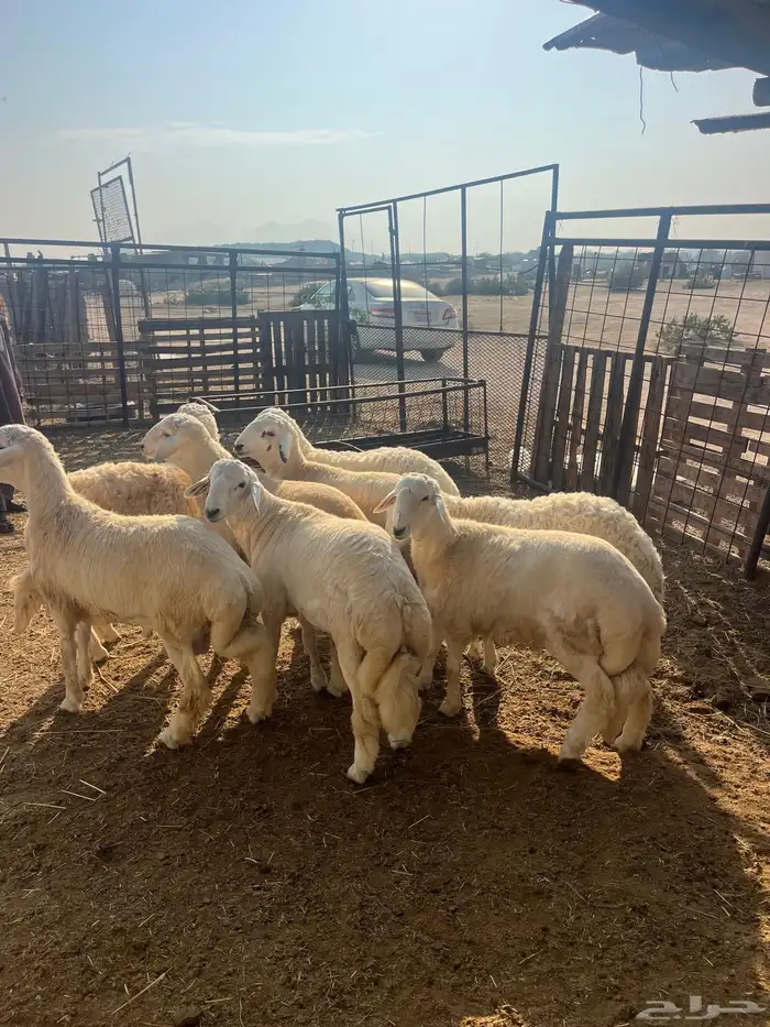 ذبايح حريات مع الذبح وتوصيل209تقيم إيجابي ولله الحمد 4