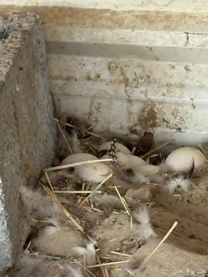 بط بكيني للبيع 6