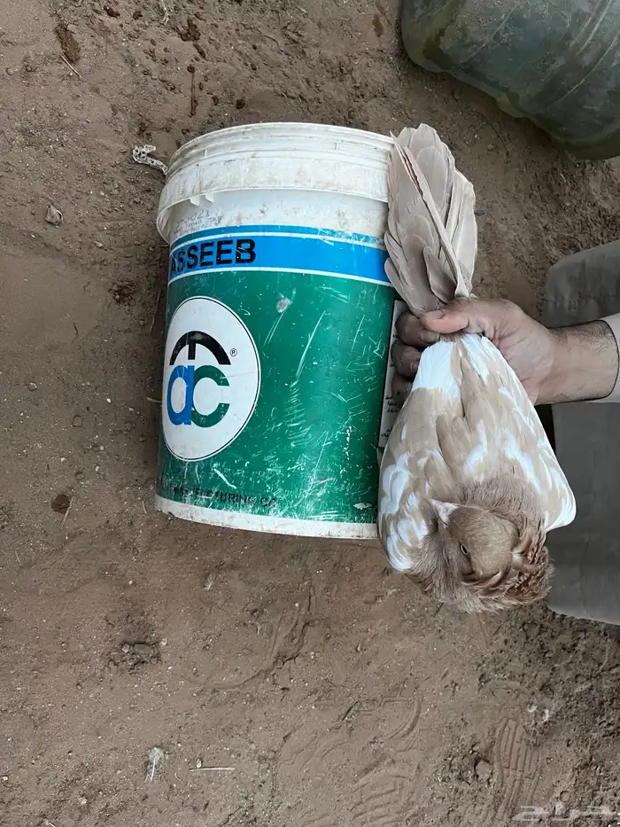 حمام مصري ملطي 4