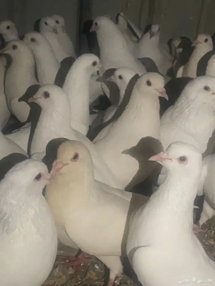 حمام فرنسي سوبر جانبو 7