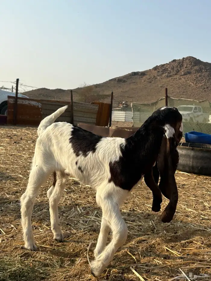 تيس هولندي 0