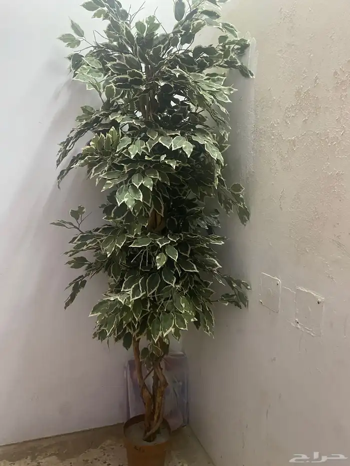 للبيع الاغراض منزلي الغسالة وشجرة والغاز كهرباء 1