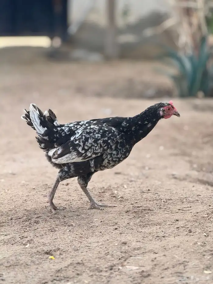 طقم بلدي ماكنتوش 5