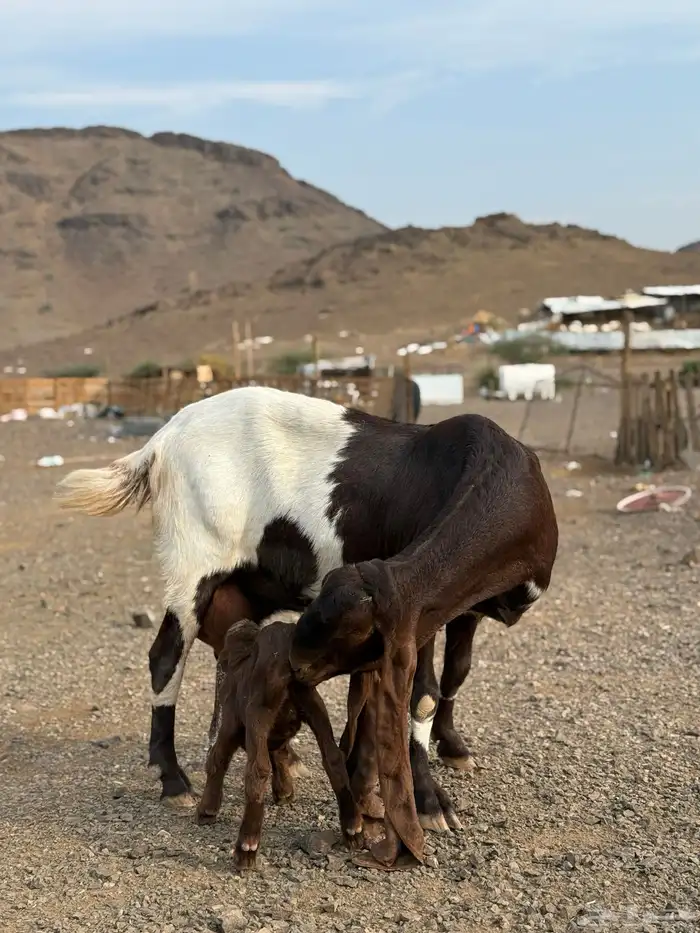 عنز هولنديه صنف 2