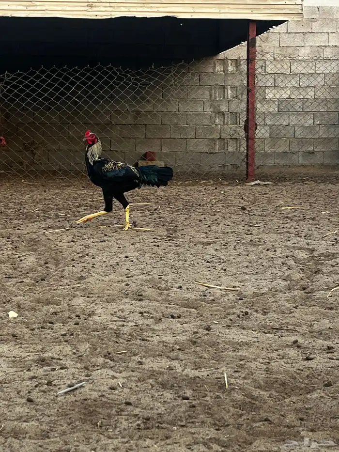 ديك شامو ياباني 1