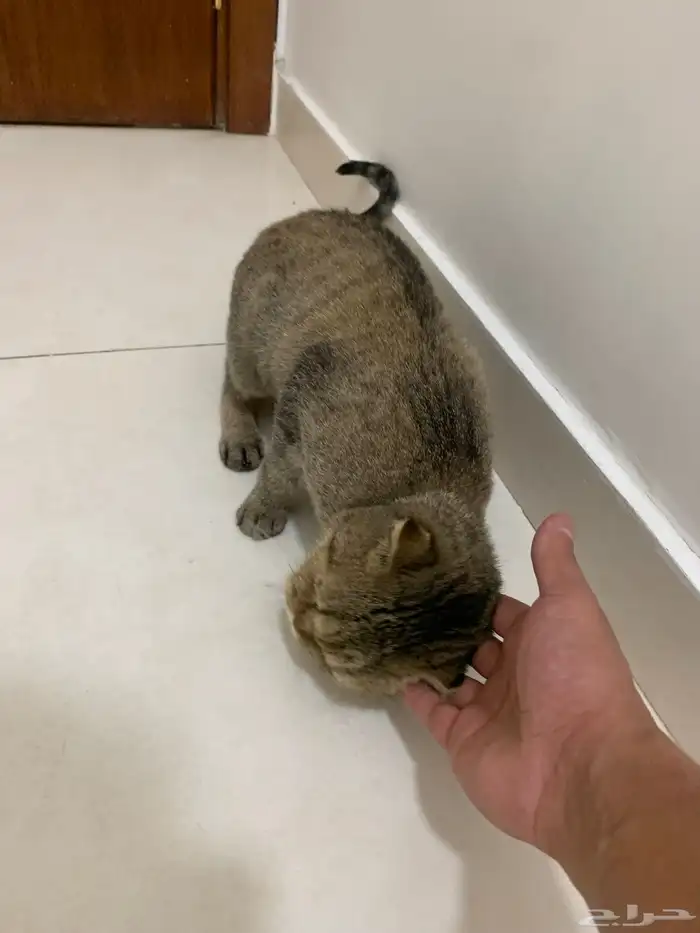 سكوتش دبل فولد تايقر 5