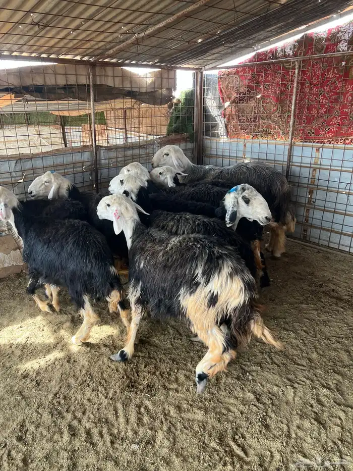 غنم نجد طيبه مضاريع 11