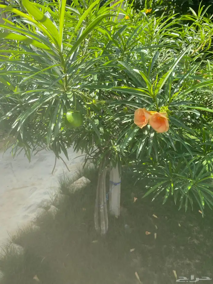 مطلوب معلمين 0