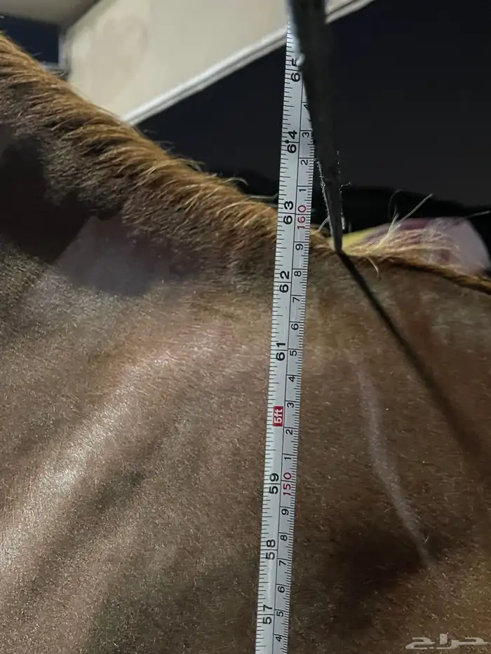 للبيع حصان واهو 6