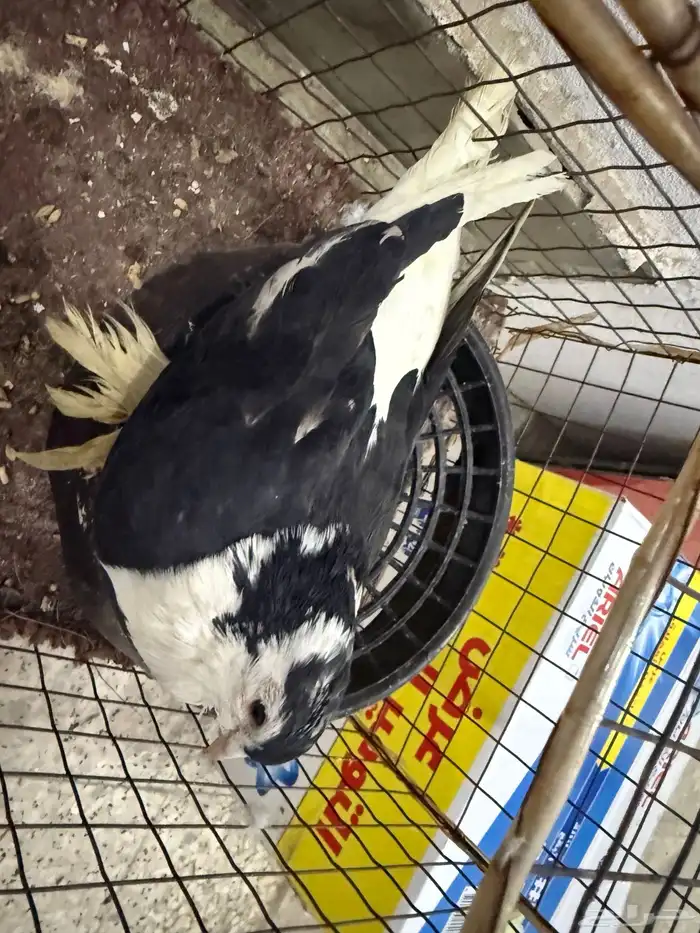 للبيع حمام 4