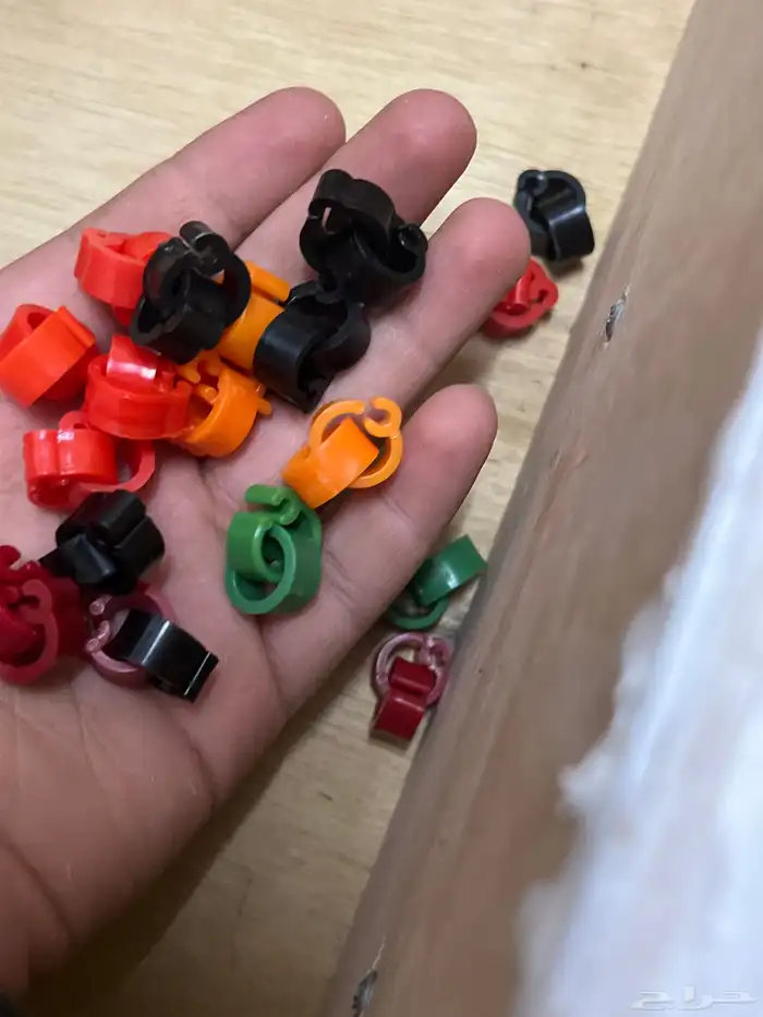 الحجول الخمسه بريال و الأكل الفروخ العلبه بخمسه 1