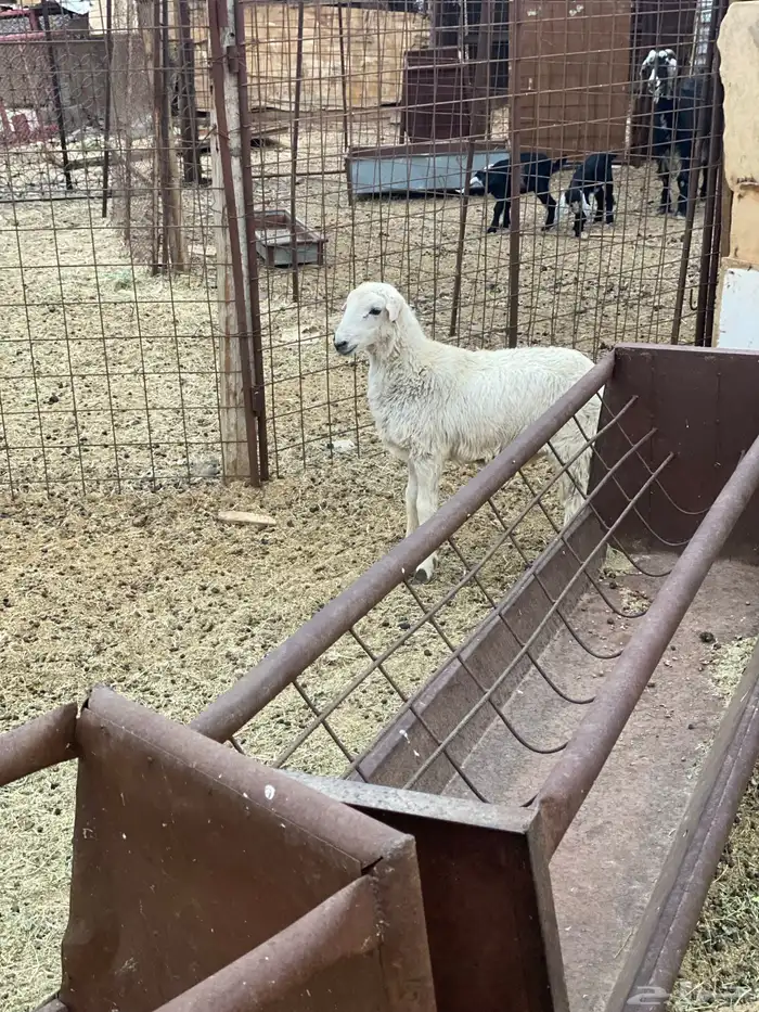 للبيع خروف رفيدي ذبيحه 2