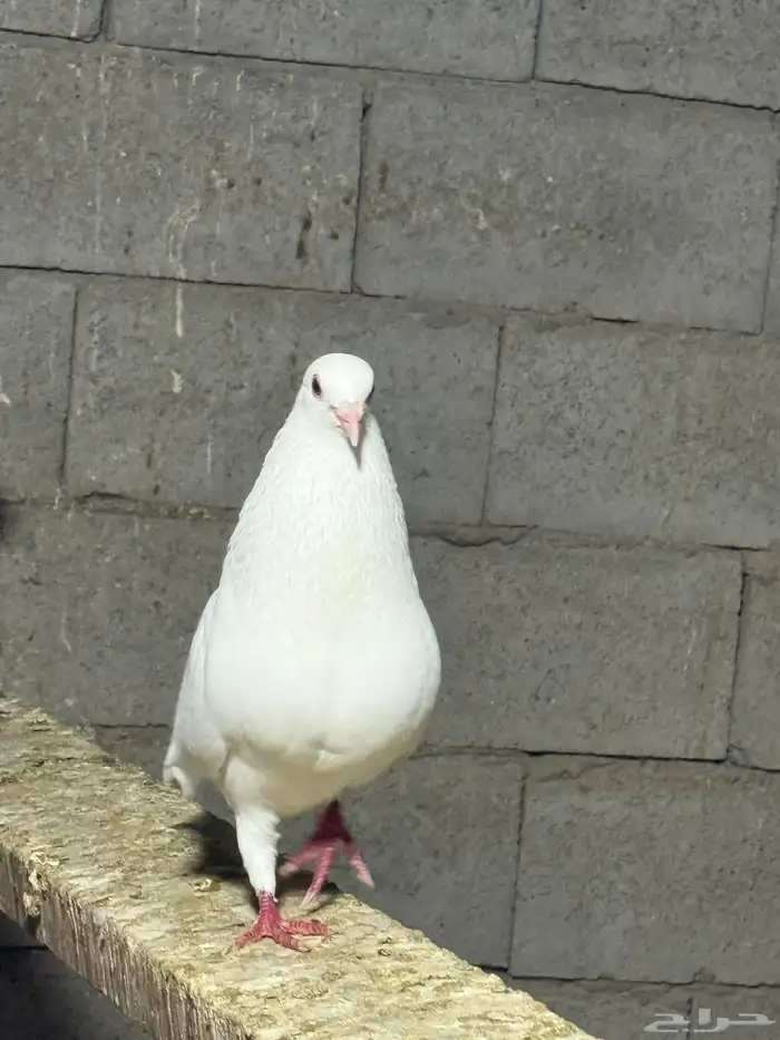 حمام فرنسي جامبو 17