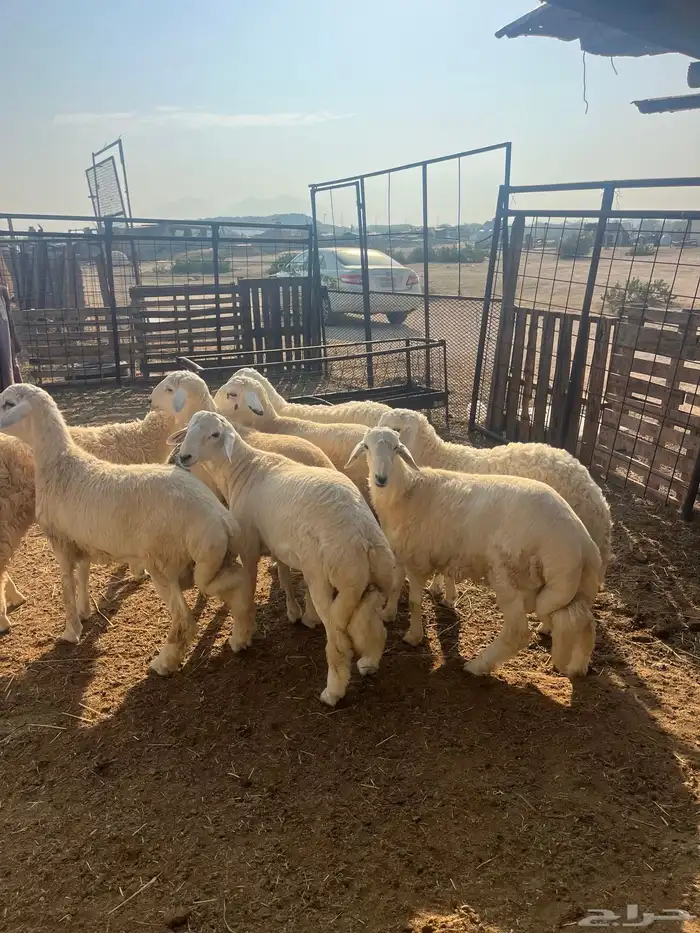 ذبايح حريات مع الذبح وتوصيل209تقيم إيجابي ولله الحمد 1