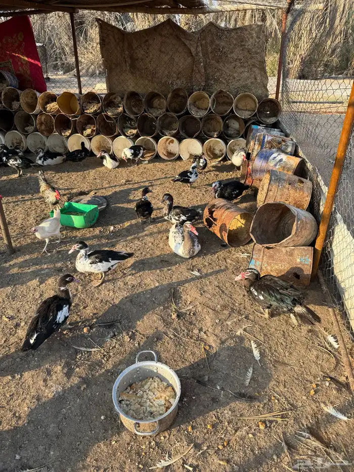 بح مصري للبيع عل وشك يبيض 2