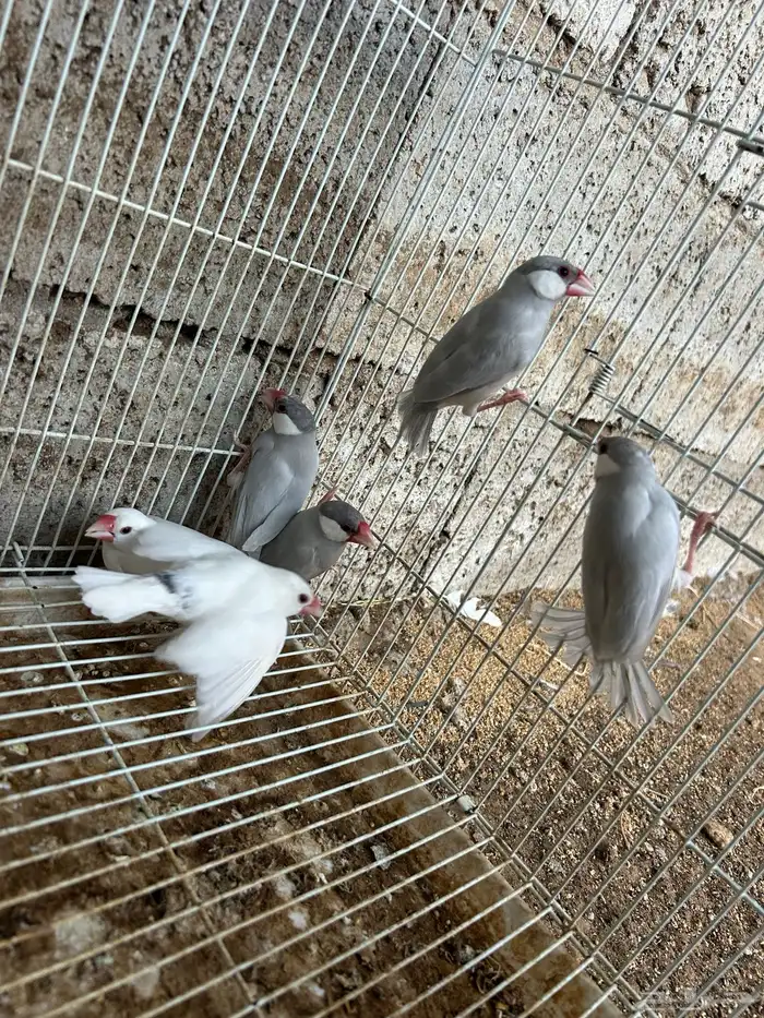 ازواج جاوا فنش 6