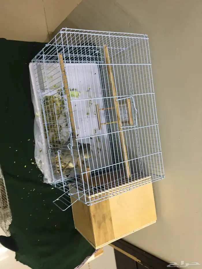 زوج روز للبيع 2