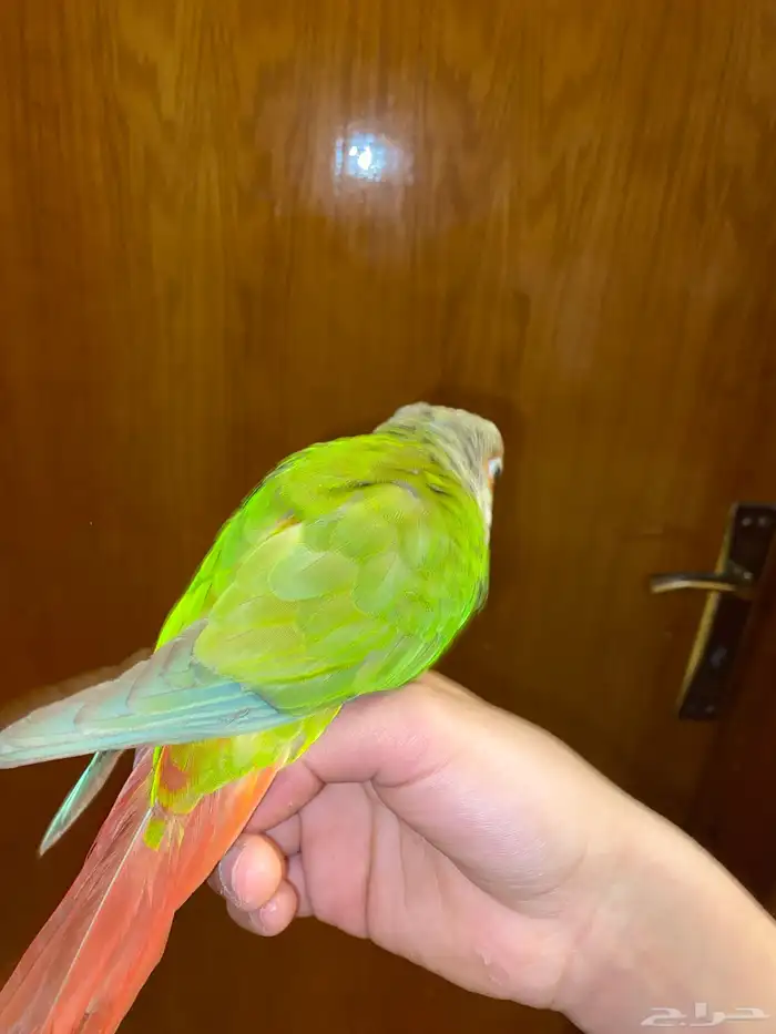 للبيع ببغاء كنيور محجل 20