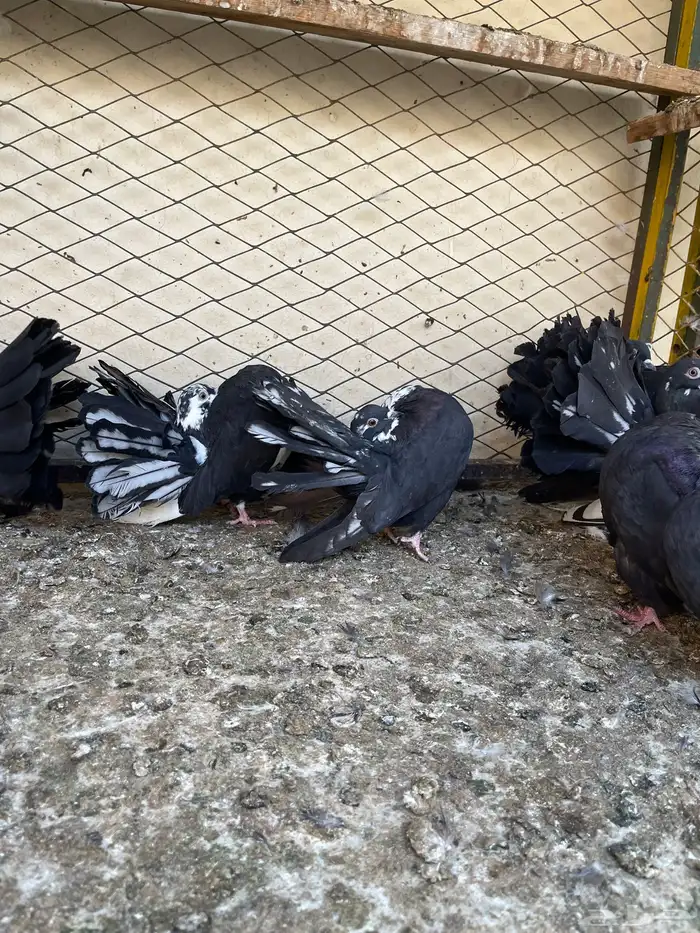 شماسي هولندي 0