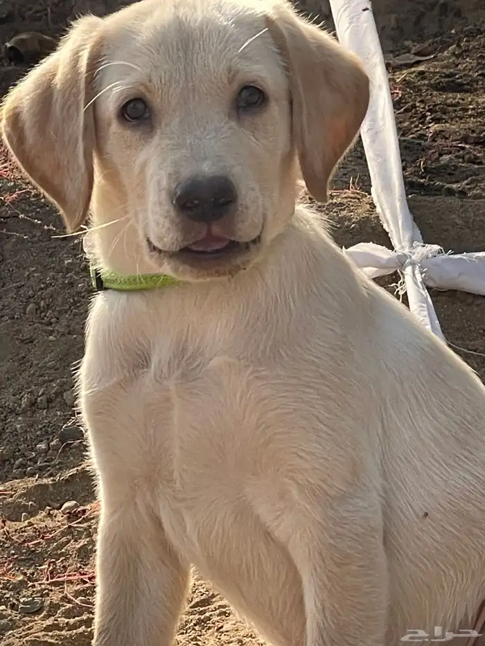 جرو لابرادور للبيع 2