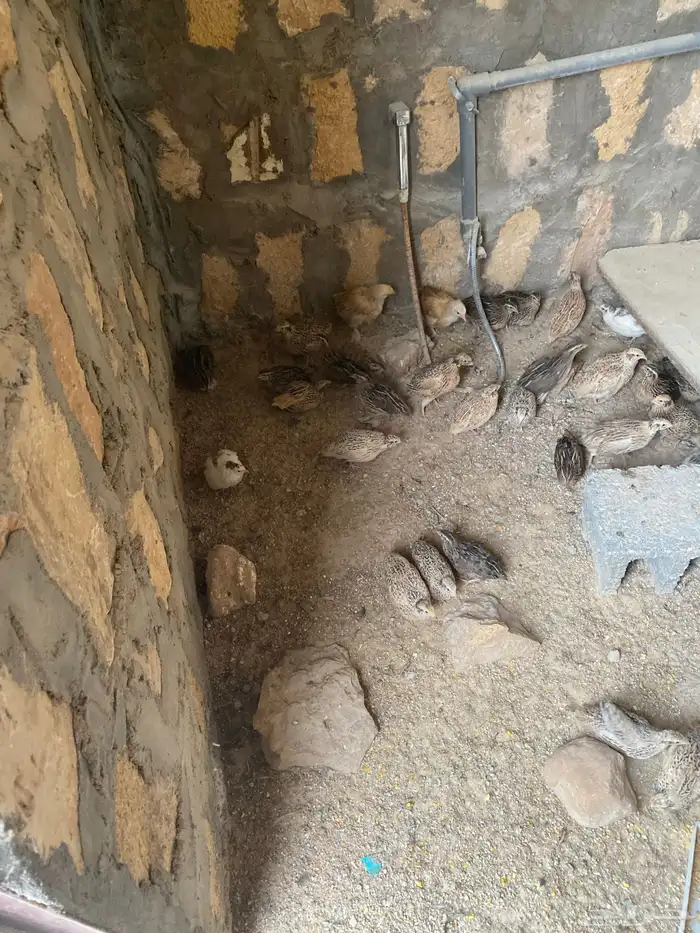 سمان بلدي شرط لحم وشحم 1