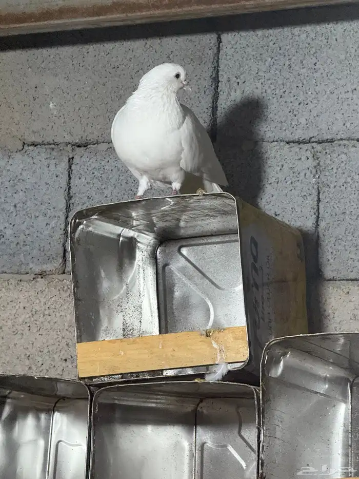 حمام فرنسي جامبو 7