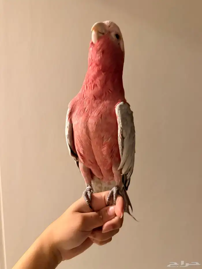 ببغاء كوكاتو قالا أليف 2