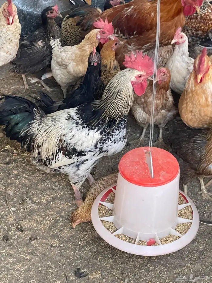 للبيع ديكه تركي ودجاج بلدي 1