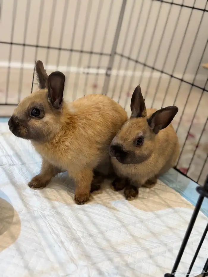 زوج ارانب هولندي 2