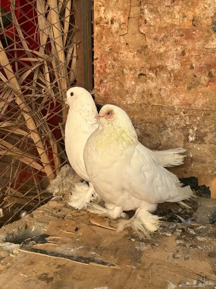 للبيع حمام زينه 4