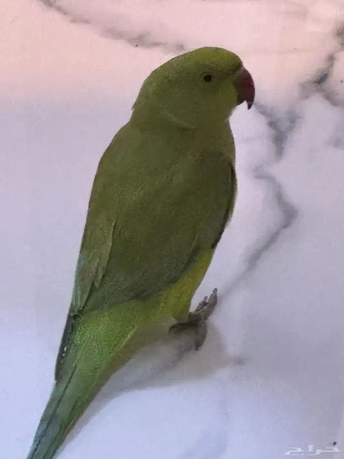 ببغاء الدرة هندي 2