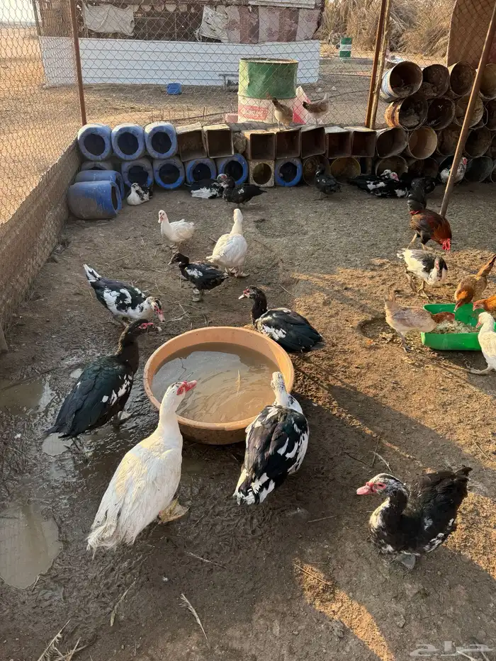 بح مصري للبيع عل وشك يبيض 4