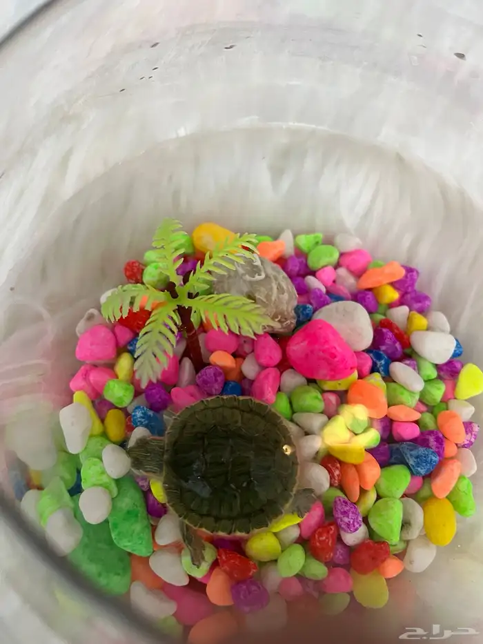 سلحفاه اليفه 2