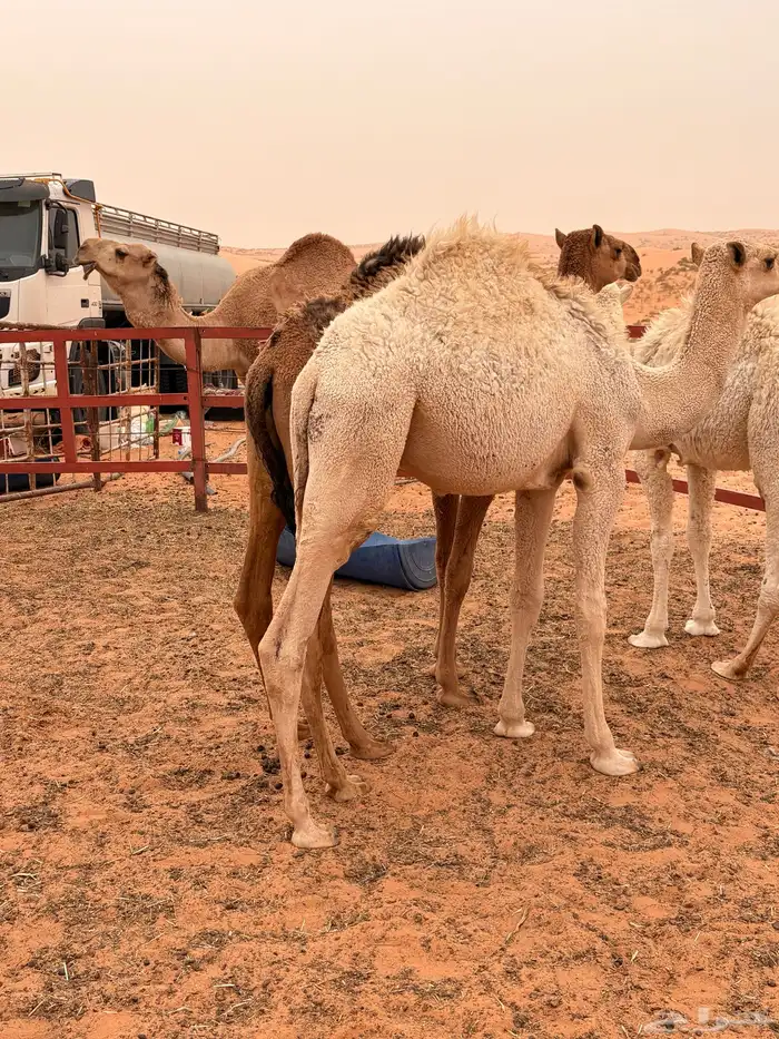 حشو قصب للبيع 1