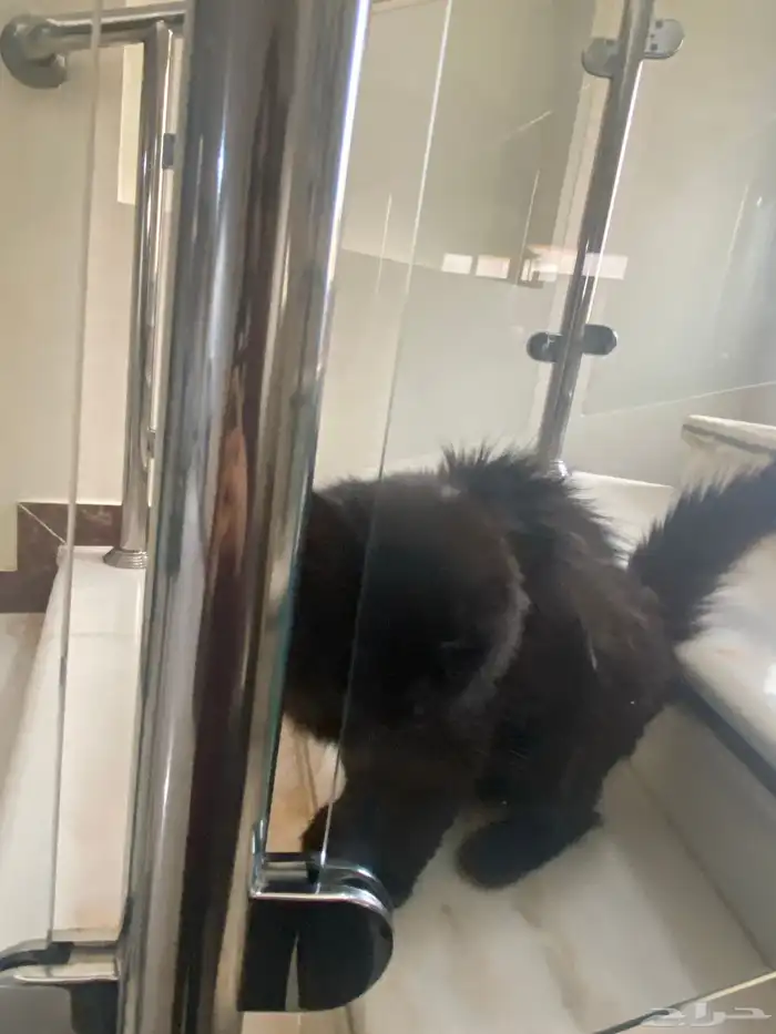 قط تبني معه جميع اغراضه 0