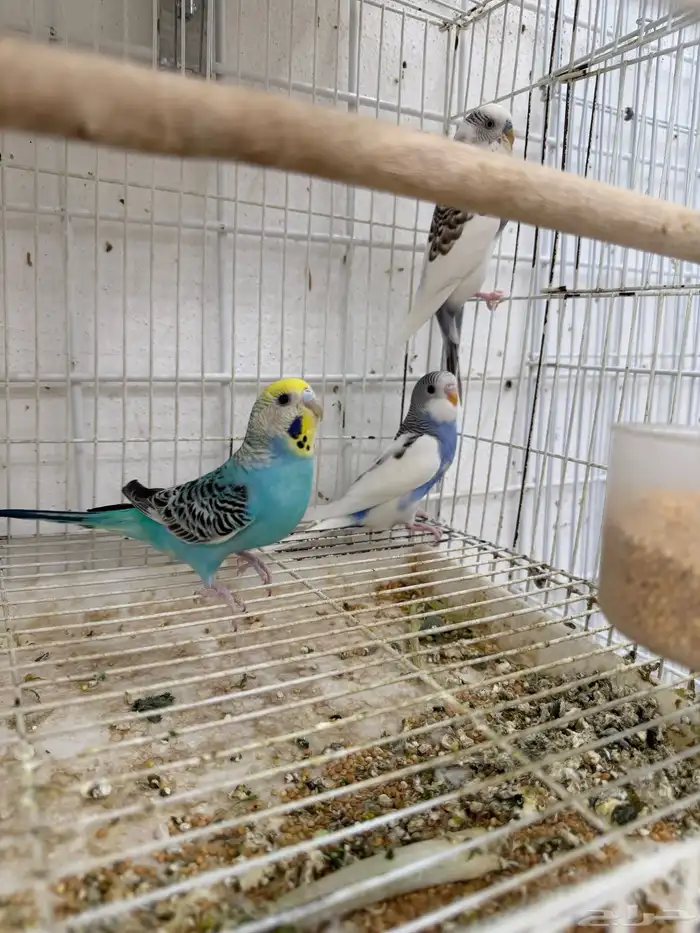 جوز بادجي مع انتاجه 3