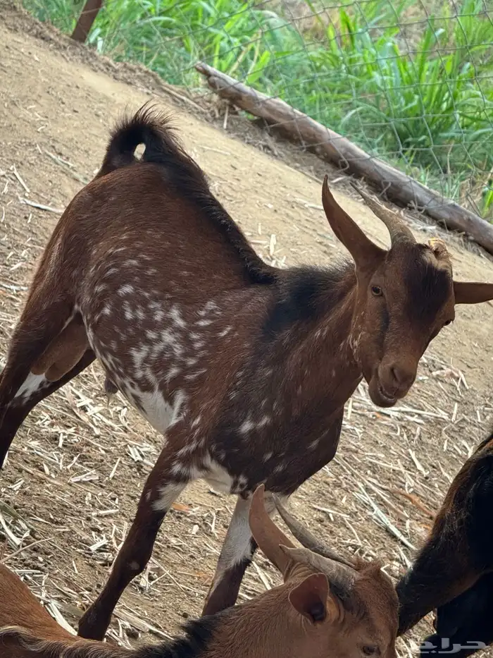 تيوس مندي سمان ونظاف 6