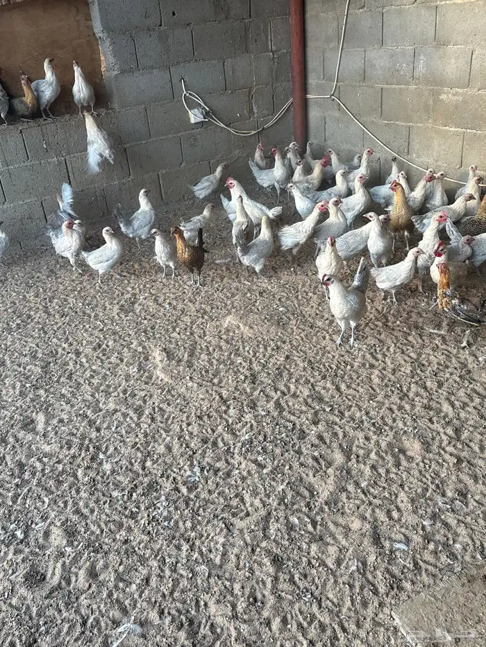 دجاج فيومي بلاتنيوم 0