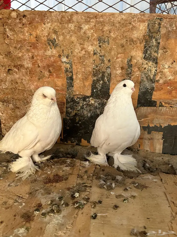 للبيع حمام زينه 1